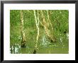 Northern Paperbarks In Seasonal Swamp, Nt, Australia by Michael Fogden Limited Edition Print