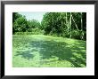 Duckweed, Oxon, Uk by Paul Franklin Limited Edition Print