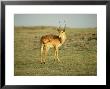 Uganda Kob, Male Standing, Botswana by Patricio Robles Gil Limited Edition Print