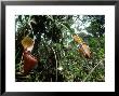 Kinabalu Pitcher Plant, Mount Kinabalu, E. Malaysia by William Gray Limited Edition Print