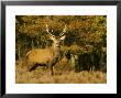 Red Deercervus Elaphusstag On Heather by Mark Hamblin Limited Edition Pricing Art Print