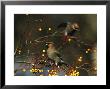 Waxwing by Mark Hamblin Limited Edition Pricing Art Print