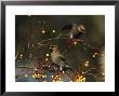 Waxwing by Mark Hamblin Limited Edition Print