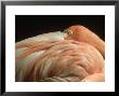 Greater Flamingo, Bill Under Wing, Twycrass Zoo by Mark Hamblin Limited Edition Pricing Art Print