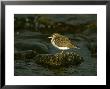 Common Sandpiper, Perched On Rock, Scotland by Mark Hamblin Limited Edition Print