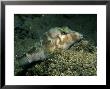 Sharpnose Puffer, Lanzarote, Canary Islands by Paul Kay Limited Edition Print