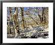 Snow On Trees, Finland by Heikki Nikki Limited Edition Print