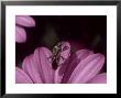 Coryzus Hyoscyami On Flower, Mallorca, Spain by O'toole Peter Limited Edition Print