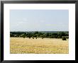 Site Of Proposed Reservoir Near Abingdon, Uk by Martin Page Limited Edition Print