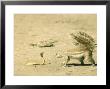 Ground Squirrel, Investigating A Lethal Juvenile Cape Cobra, South Africa by Richard Packwood Limited Edition Print