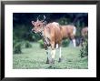 Banteng, Bos Javanicus Female Ujung Kulon, Indonesia by Mary Plage Limited Edition Print