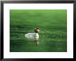 Great Crested Grebe, Swimming, Gloscestershire by Mike Powles Limited Edition Pricing Art Print
