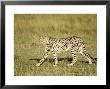Cheetah, Female Striding, Maasai Mara, Kenya by Mike Powles Limited Edition Pricing Art Print