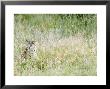 Leopard, Female Camouflaged In Long Grass, Botswana by Mike Powles Limited Edition Print