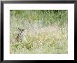Leopard, Female Camouflaged In Long Grass, Botswana by Mike Powles Limited Edition Pricing Art Print