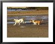 Two Dogs Playing, Scotland by Keith Ringland Limited Edition Pricing Art Print