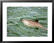 Harbour Porpoise, Surfacing, Scotland by Keith Ringland Limited Edition Pricing Art Print