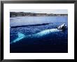 Southern Right Whale, Mother And Calf, Valdes Peninsula by Gerard Soury Limited Edition Print