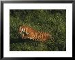 Bengal Tiger, Panthera Tigris, Endangered Species by Robert Franz Limited Edition Print