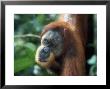 Male Sumatran Orangutan, Pongo Pygmaeus, Indonesia by Robert Franz Limited Edition Print