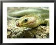Broadheaded Skink, Eumeces Laticeps by Larry F. Jernigan Limited Edition Print