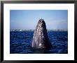 Grey Whale, Spyhopping, Baja Calif by Gerard Soury Limited Edition Print