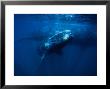 Southern Right Whale, Juvenile & Mother, Valdes Pen by Gerard Soury Limited Edition Print
