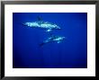 Short-Beaked Common Dolphin, Azores, Portugal by Gerard Soury Limited Edition Print