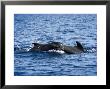 Short-Finned Pilot Whale, Mother And Calf by Gerard Soury Limited Edition Print