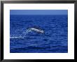 Striped Dolphin, Leaping, Mediterranean by Gerard Soury Limited Edition Pricing Art Print