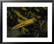 Rat Fish, Egg In Kelp, Bc, Canada by Gerard Soury Limited Edition Print