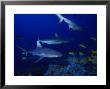 Dagsit Sharks, Swimming, Polynesia by Gerard Soury Limited Edition Print