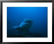 Tiger Shark, With Remora, South Africa by Gerard Soury Limited Edition Print