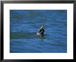 Harbour Seal, Eating A Flounder, France by Gerard Soury Limited Edition Print