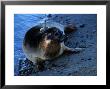 Harbour Seal, First Release Of A Seal Wearing An Argos Satellite Transmitter, Baie De Somme, France by Gerard Soury Limited Edition Print