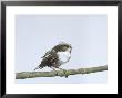 Long-Tailed Tit, Young by Les Stocker Limited Edition Print