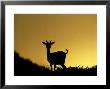 Fallow Deer, Silhouetted At Dusk, New Forest by David Tipling Limited Edition Print