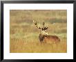 Red Deer, Stag During Rut, Scotland by David Tipling Limited Edition Print