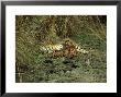 Tiger, Suckling Three Cubs, India by Satyendra K. Tiwari Limited Edition Print