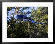 Hyacinth Macaw, Parrot In Flight, Brazil by Roy Toft Limited Edition Print