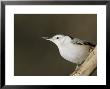 White-Breasted Nuthatch, Quebec, Canada by Robert Servranckx Limited Edition Print