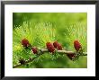 Tamarack Cones, Ile Bizard, Canada by Robert Servranckx Limited Edition Print