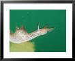 Sea Hare, Falmouth Bay, Cornwall by Mark Webster Limited Edition Pricing Art Print