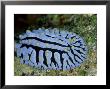 Striped Nudibranch, Fury Shoal, Egypt by Mark Webster Limited Edition Print