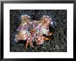 Hermit Crab, Komodo, Indonesia by Mark Webster Limited Edition Pricing Art Print