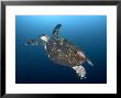 Hawksbill Turtle, Komodo, Indonesia by Mark Webster Limited Edition Pricing Art Print