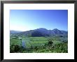 Poi Field, Hanalei, Hawaii by Scott Winer Limited Edition Print