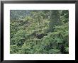 Punga, Tree Ferns, In The Bush, Wanganui District, Taranaki, North Island, New Zealand by Jeremy Bright Limited Edition Print