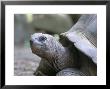 Tortoise, South Coast, Curieuse Island, Seychelles, Indian Ocean, Africa by Bruno Barbier Limited Edition Print