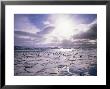 Pack Ice With Dominican Gulls, Antarctica, Polar Regions by Geoff Renner Limited Edition Print